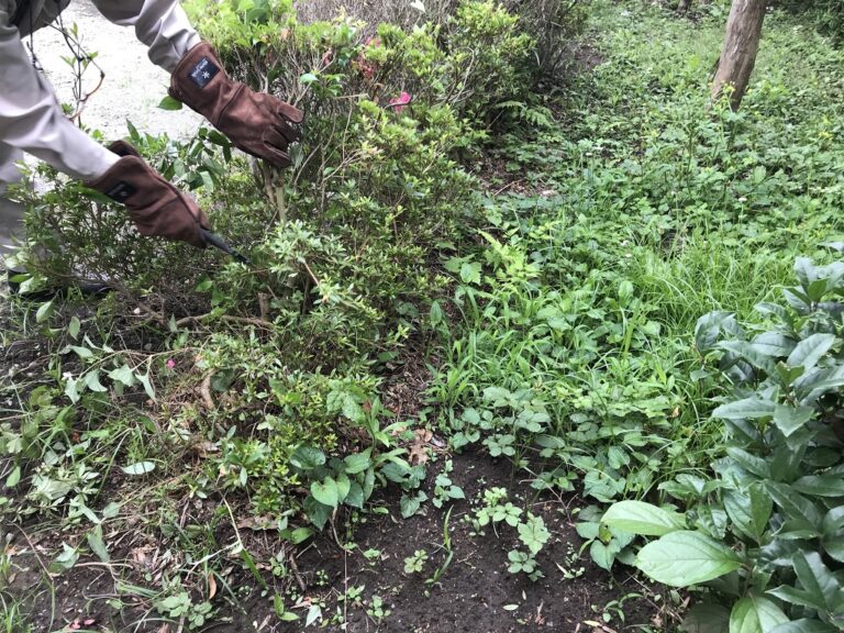 【本】「庭時間が愉しくなる雑草の事典」森昭彦／著 暮らし＆